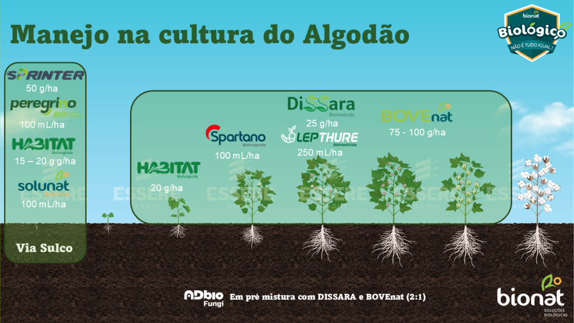 Algodão