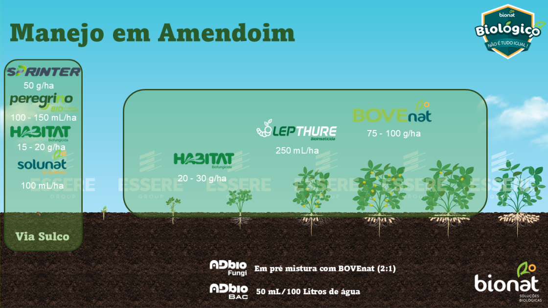 Amendoim