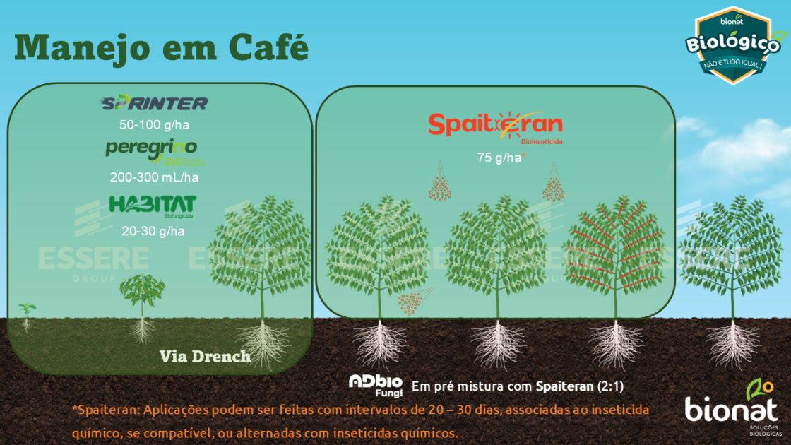 Café