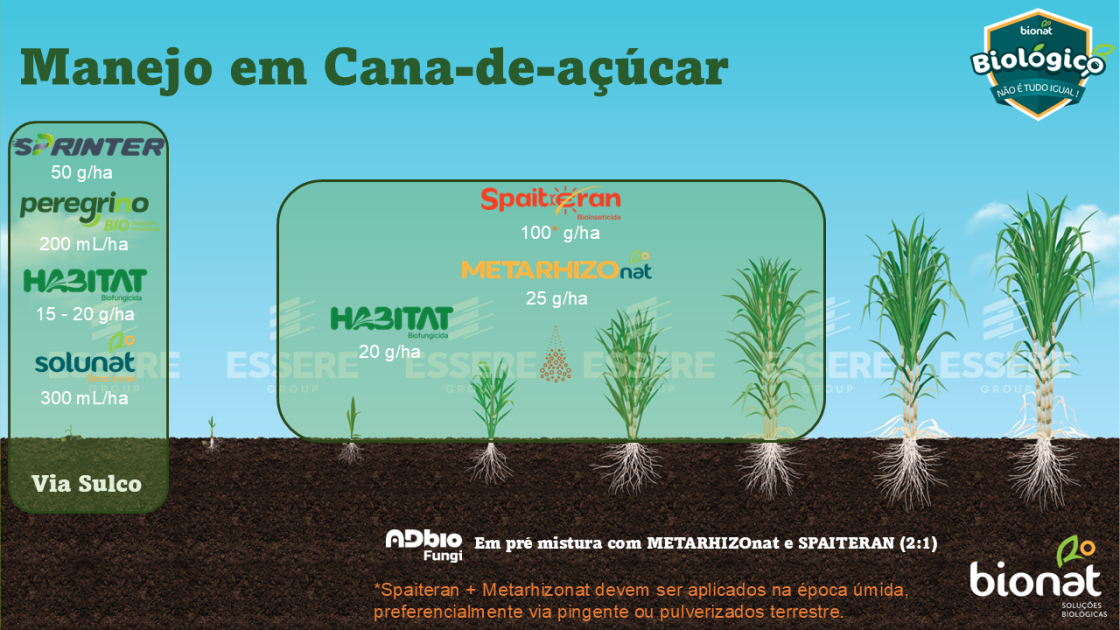 Cana-de-açúcar