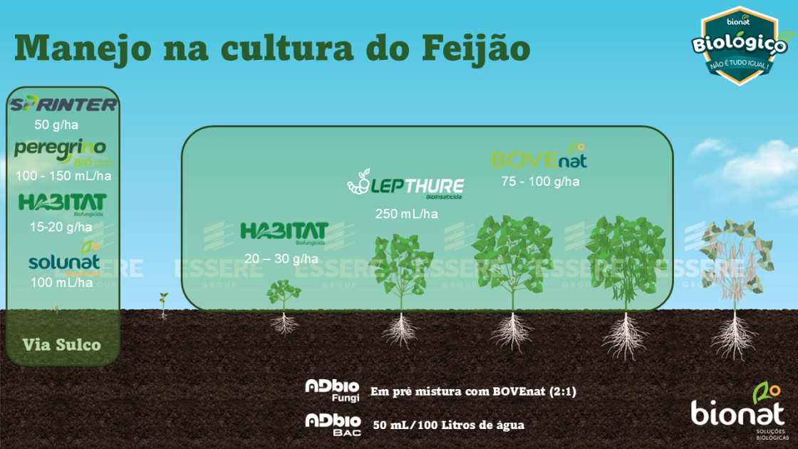 Feijão