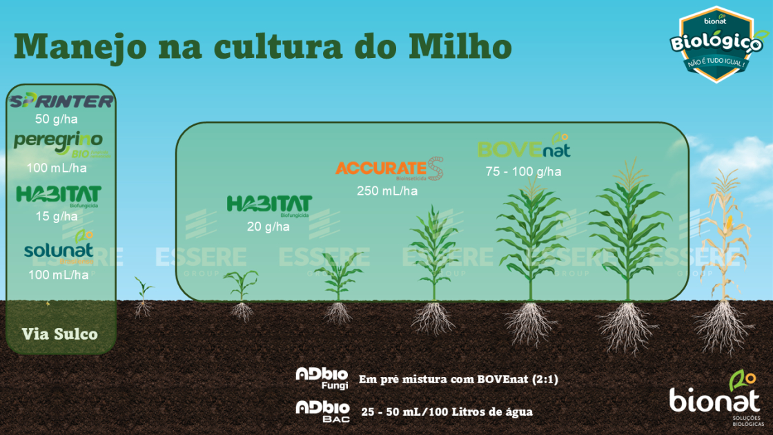 Milho