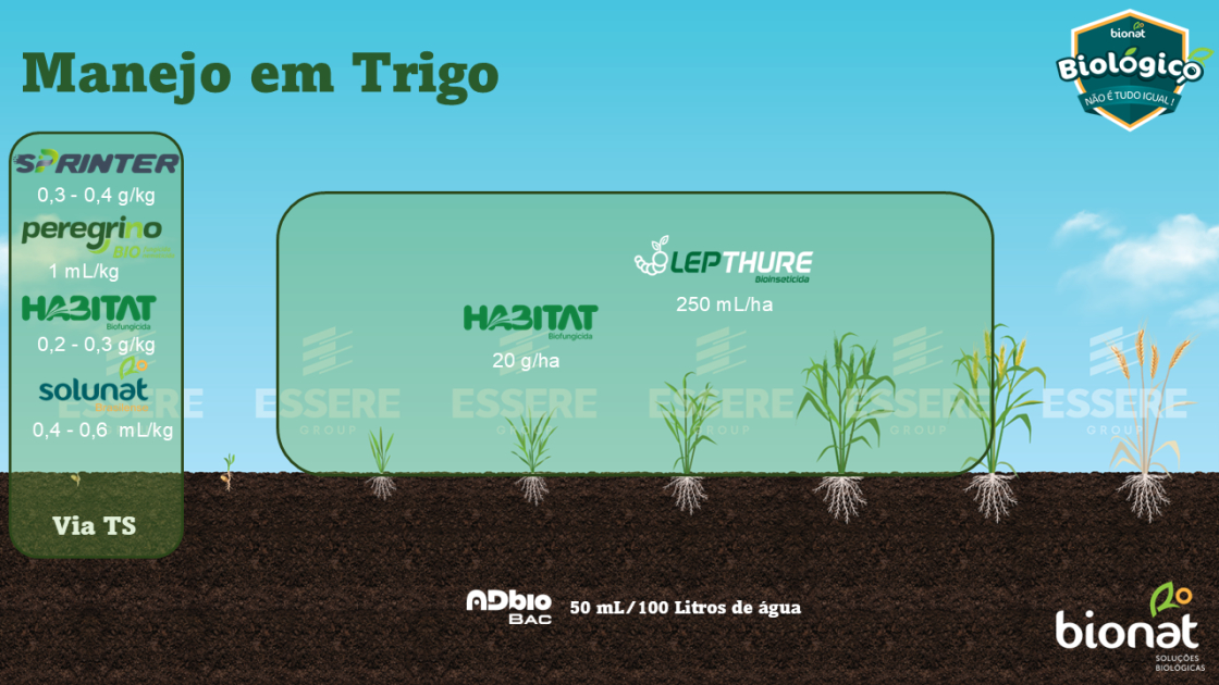 Trigo